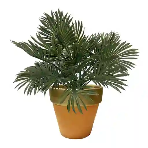 Palmera Krea Sahara