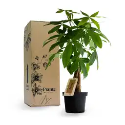 Pachira Aquatica P-14 Trenza