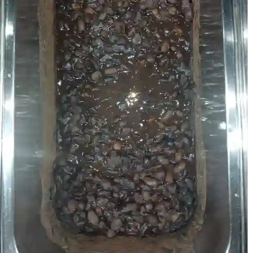 Frijol Negro
