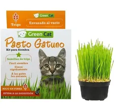 Green Cat Kit para Siembra Pasto Gatuno