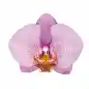 Orquídea Impresionista Success en Matera
