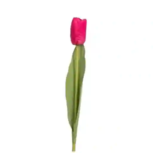 Tulipan Gio Home Mediano Malva