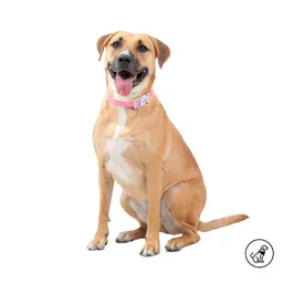Collar Ajustable Para Perro Mylu M Rosada