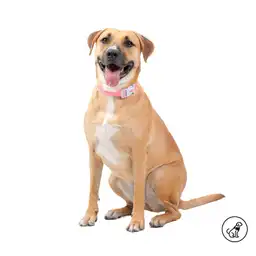 Collar Ajustable Para Perro Mylu M Rosada