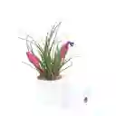 Tillandsia Paradise Regalo