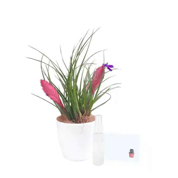 Tillandsia Paradise Regalo