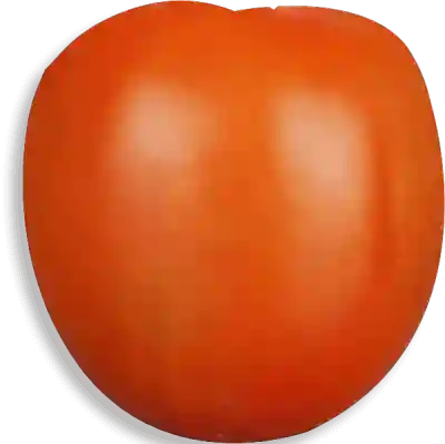 Tomate Chonto Parejo