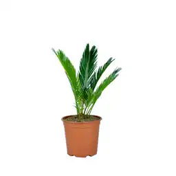 Cyca Revoluta Pote 14 Sin Ref