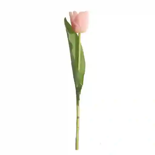 Tulipan Gio Home Mediano Rosado Blanco