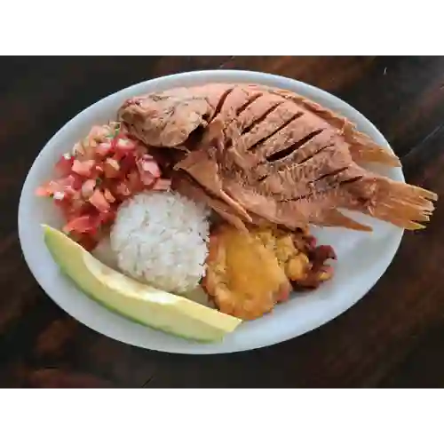 Tilapia