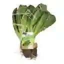 Members Selection Lechuga Romana - Pricesmart
