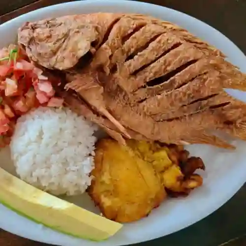 Tilapia