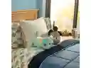 Cojín de Animalito Tubular Perro Celeste Casaideas