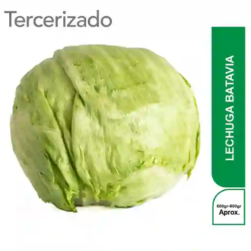 Lechuga Batavia Turbo