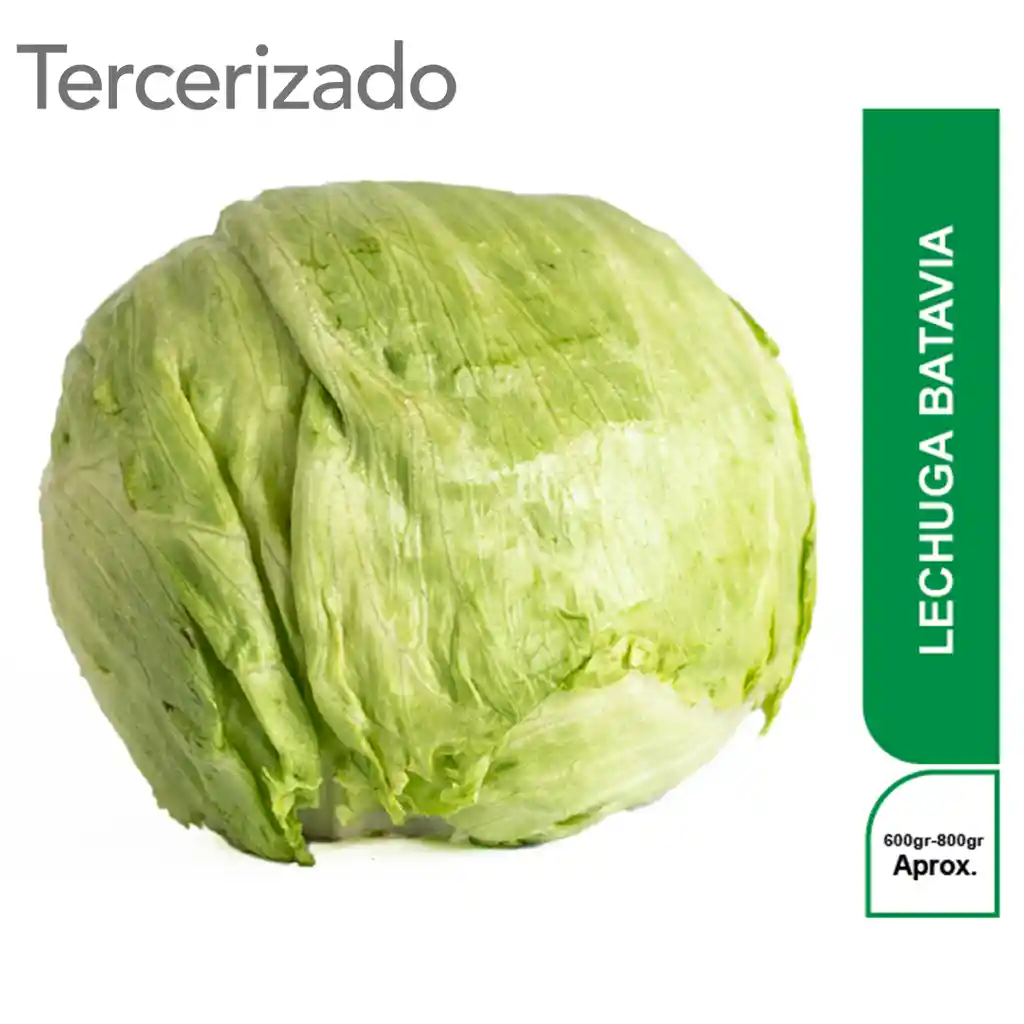 Lechuga Batavia Turbo
