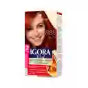 Tinte Igora Vital 6-888 Rubi Apasionado