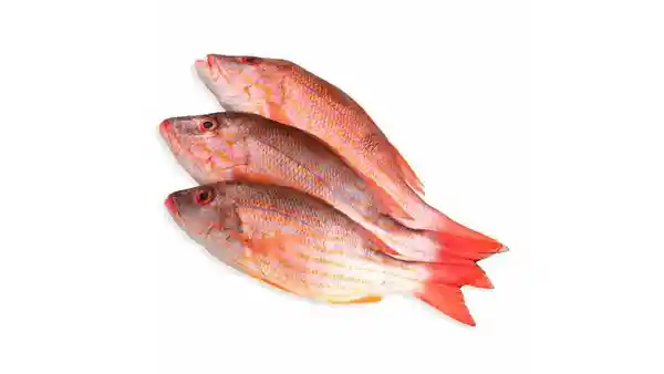 Pescado Pargo Platero a Granel