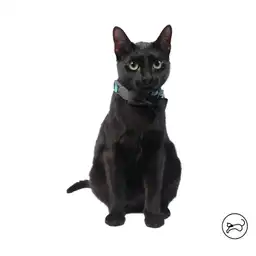 Collar Ajustable Para Gato Michi Verde