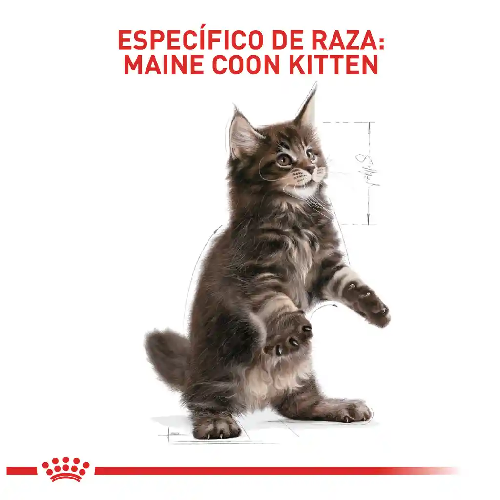 Royal Canin Feline Breed Nutrition Dry Maine Coon Kitten