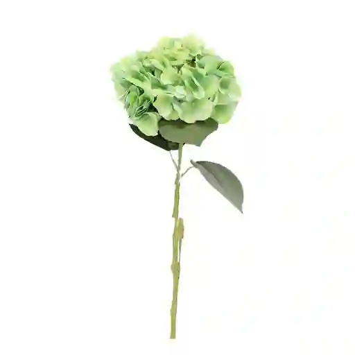 Hortensia Gio Home Verde
