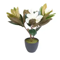 Lirio Magnolia en Maceta 10399 Ambiente Gourmet