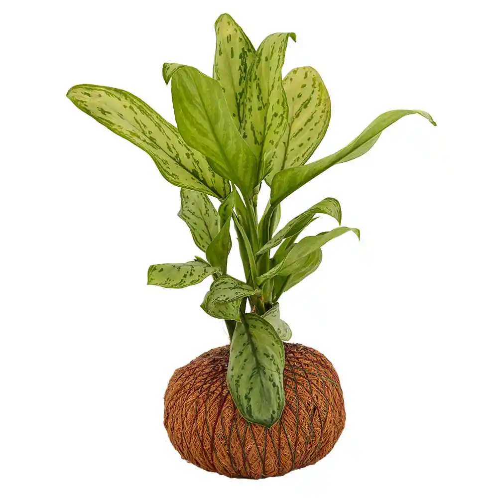 Planta 4