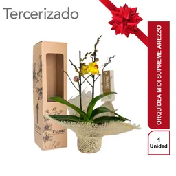 Orquídea midi supreme Arezzo Con Fique Decorativo