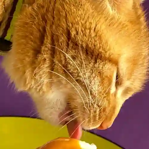 Helado para Gato