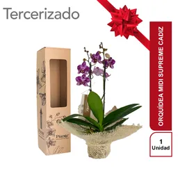 Orquídea midi supreme Cadiz Con Fique Decorativo