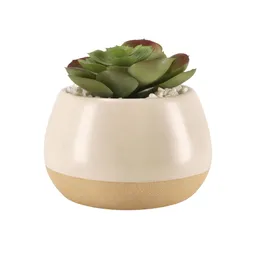 Maceta Con Cactus Diseño 0002 Casaideas
