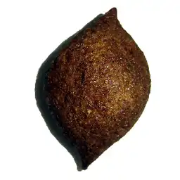 Maja Fritos