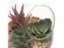 Maceta Cactus Vidrio Casaideas