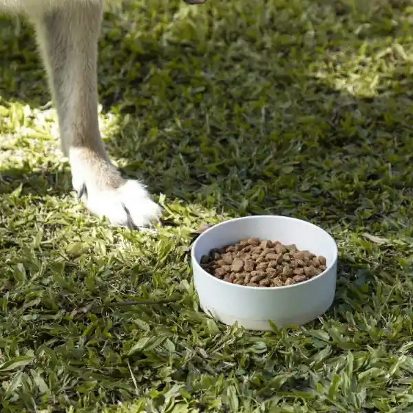 Bowl Para Mascotas Ambiente Gourmet