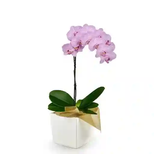 Orquídea de Mamá Elegance en Matera