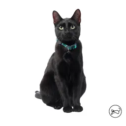 Collar Ajustable Para Gato Meow Verde