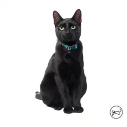 Collar Ajustable Para Gato Meow Verde