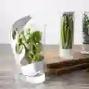 Conservador de Hierbas Ambiente Gourmet