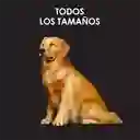 Comida húmeda para perros adultos sabor a carne Purina Pro Plan x 100gr