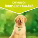 Comida húmeda para perro Dog Chow Cachorros Pollo x 100 gr