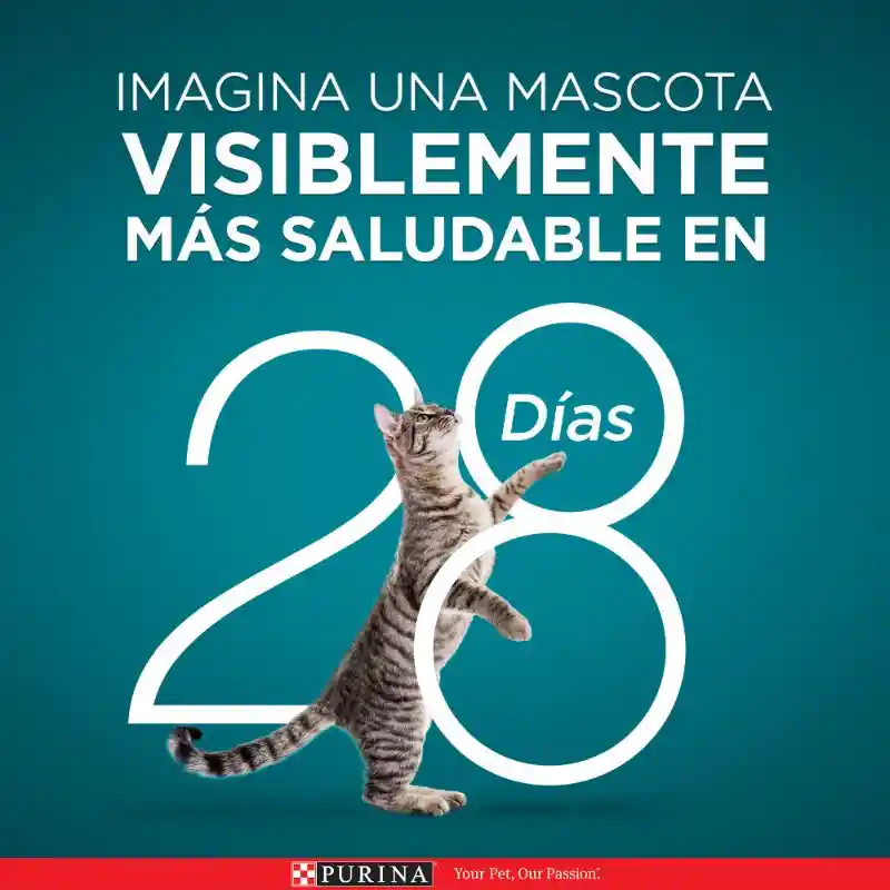 Comida para Gatitos Pollo y Carne Purina One x 500gr