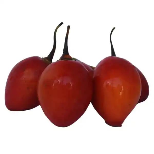 Tomate de Árbol Grueso