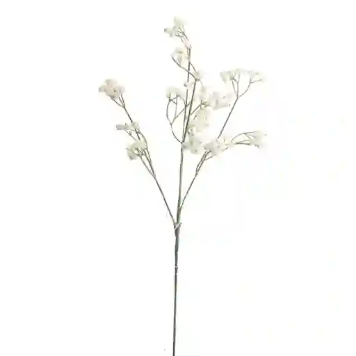 Estrella Blanca Gio Home