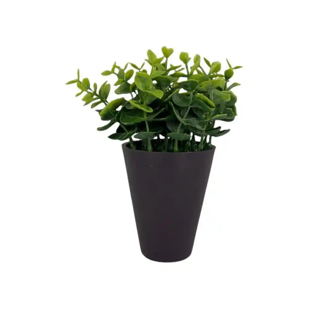 Planta Con Pote Eucalipto Concepts 592301398