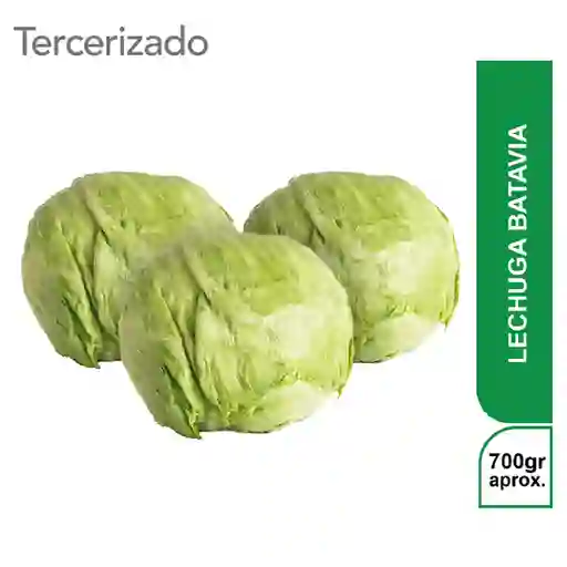 3 x Lechuga Batavia Turbo