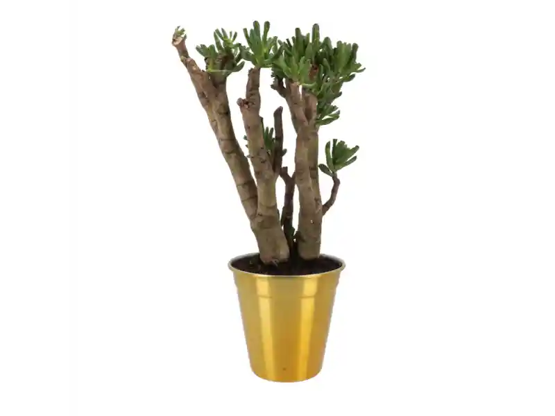 Jade Rosa Aluminio 1