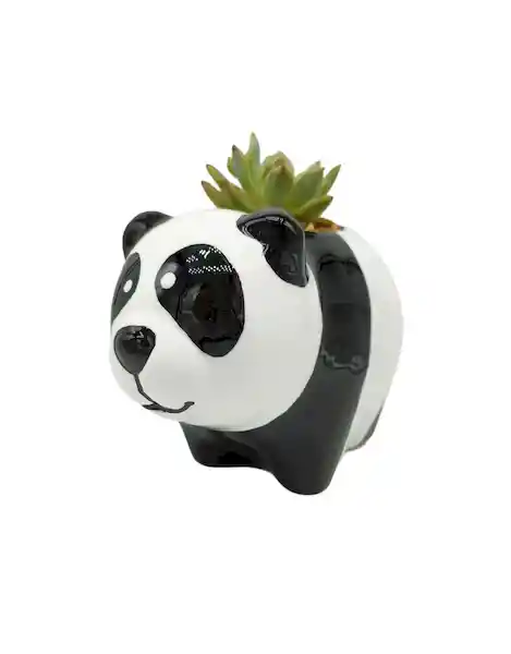 Regalo Suculenta 24 Panda