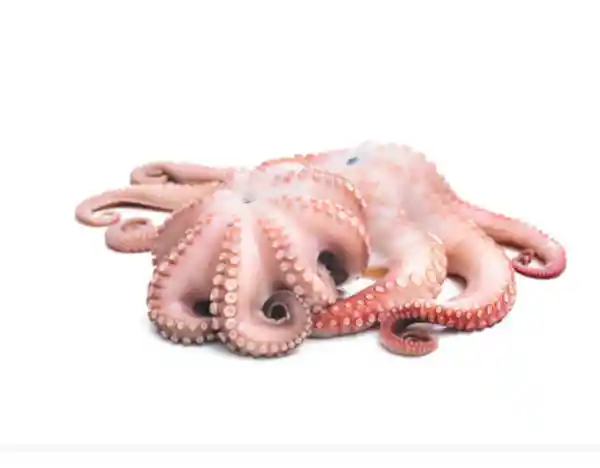 Pulpo