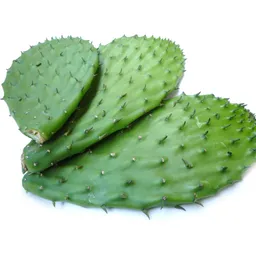 Nopal fh