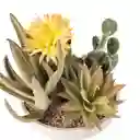 Maceta Jardinera Con Cactus Diseño 0008 Casaideas