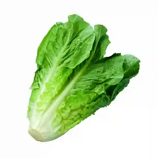 Asocamfel Lechuga Romana